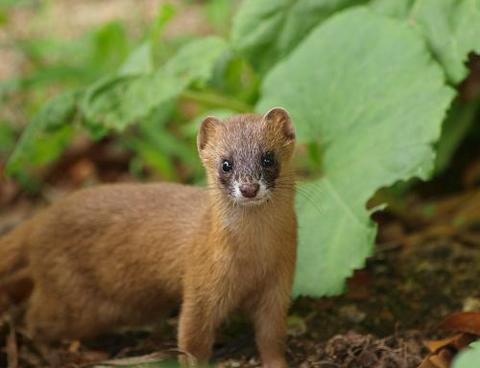 日本の野生動物の画像を貼るトピ