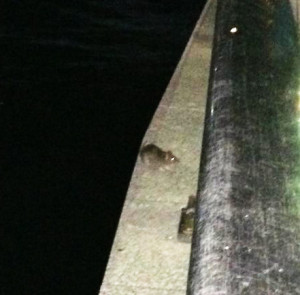 日本の野生動物の画像を貼るトピ