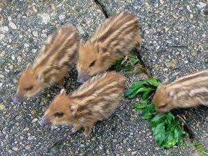 日本の野生動物の画像を貼るトピ
