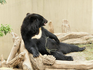 日本の野生動物の画像を貼るトピ
