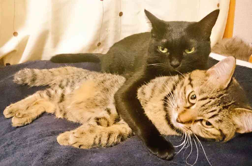 メス猫とオス猫どう違う ガールズちゃんねる Girls Channel