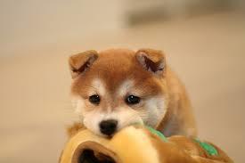 朝ドラヒロインをやって欲しい人