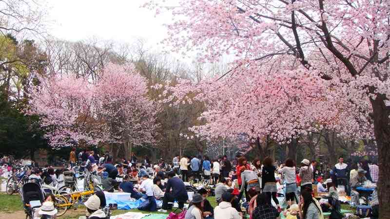 日本各地、様々な種類の桜の画像で癒されるトピ♪