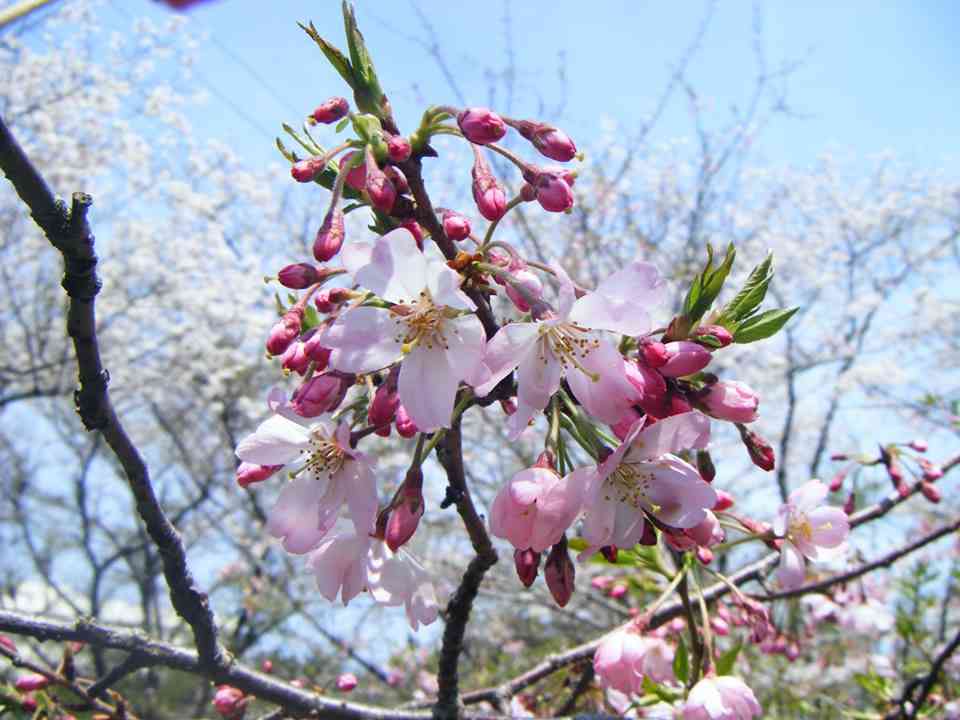 日本各地、様々な種類の桜の画像で癒されるトピ♪