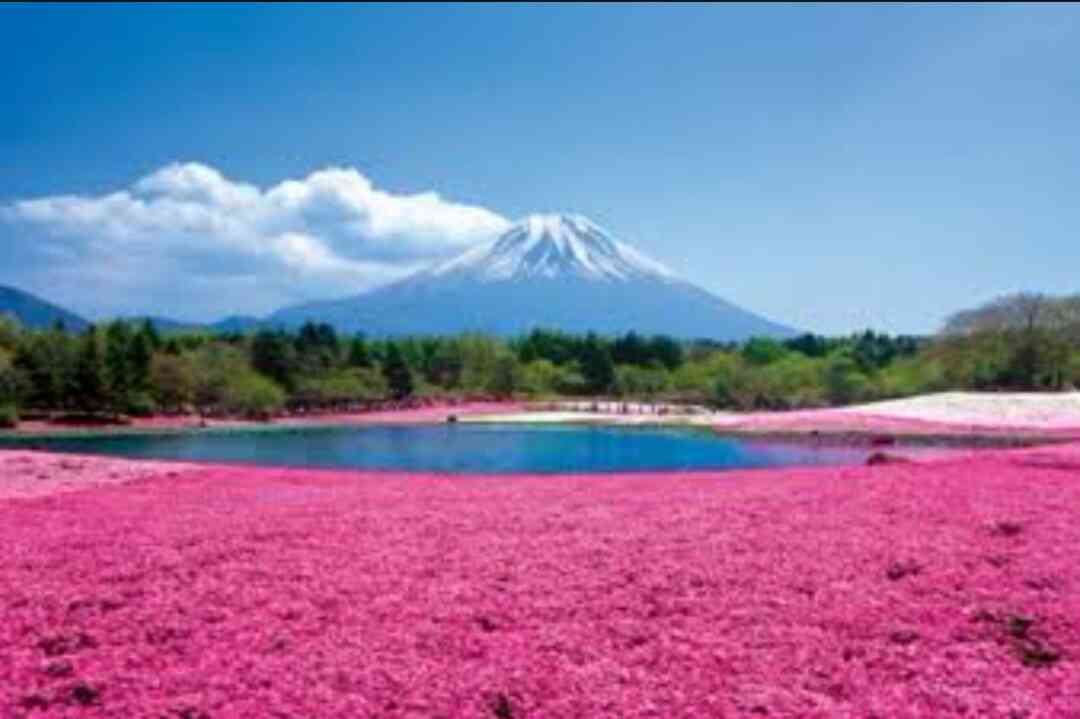 日本各地、様々な種類の桜の画像で癒されるトピ♪