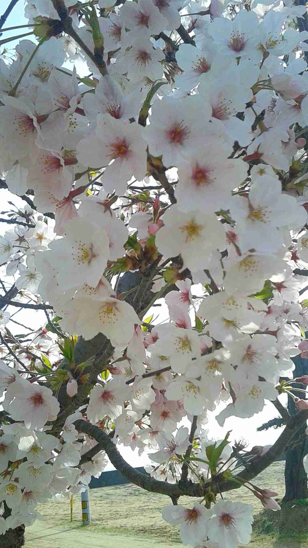 日本各地、様々な種類の桜の画像で癒されるトピ♪