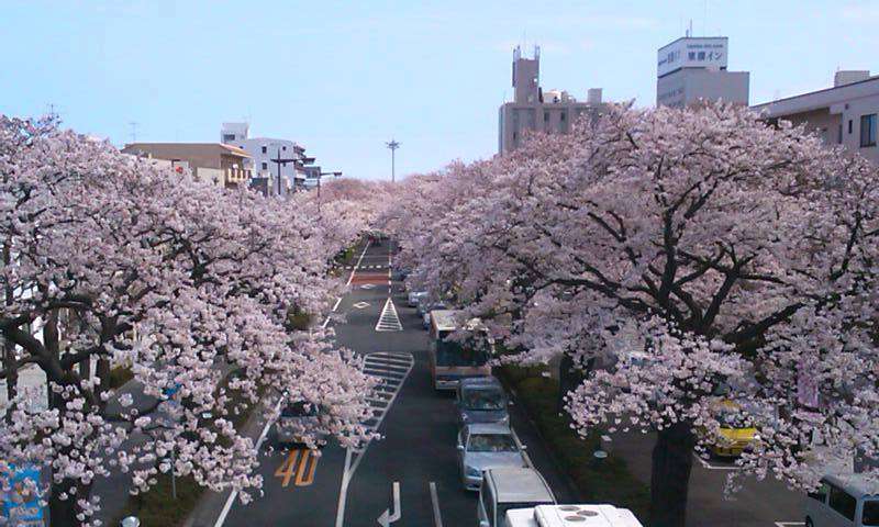 日本各地、様々な種類の桜の画像で癒されるトピ♪