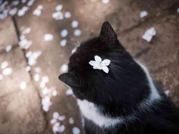 日本各地、様々な種類の桜の画像で癒されるトピ♪