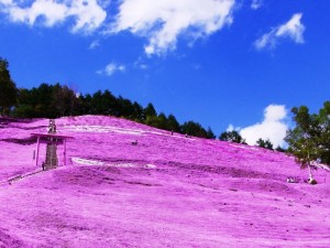 日本各地、様々な種類の桜の画像で癒されるトピ♪