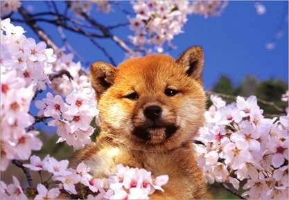 日本各地、様々な種類の桜の画像で癒されるトピ♪