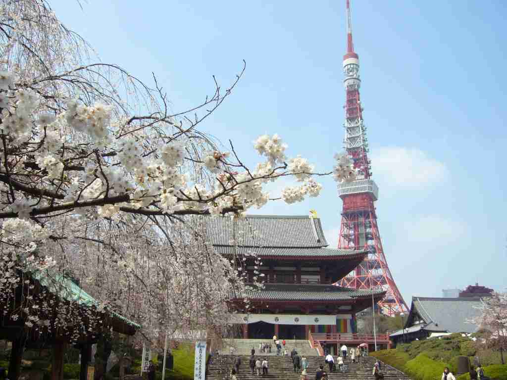 日本各地、様々な種類の桜の画像で癒されるトピ♪