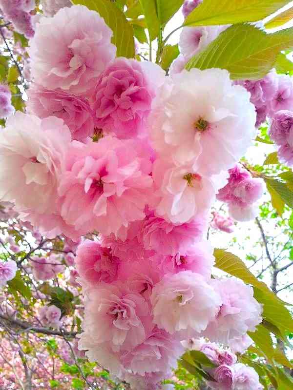 日本各地、様々な種類の桜の画像で癒されるトピ♪