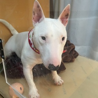 ナイツ・塙宣之と籠池泰典理事長の比較画像 清水ミチコが投稿し反響