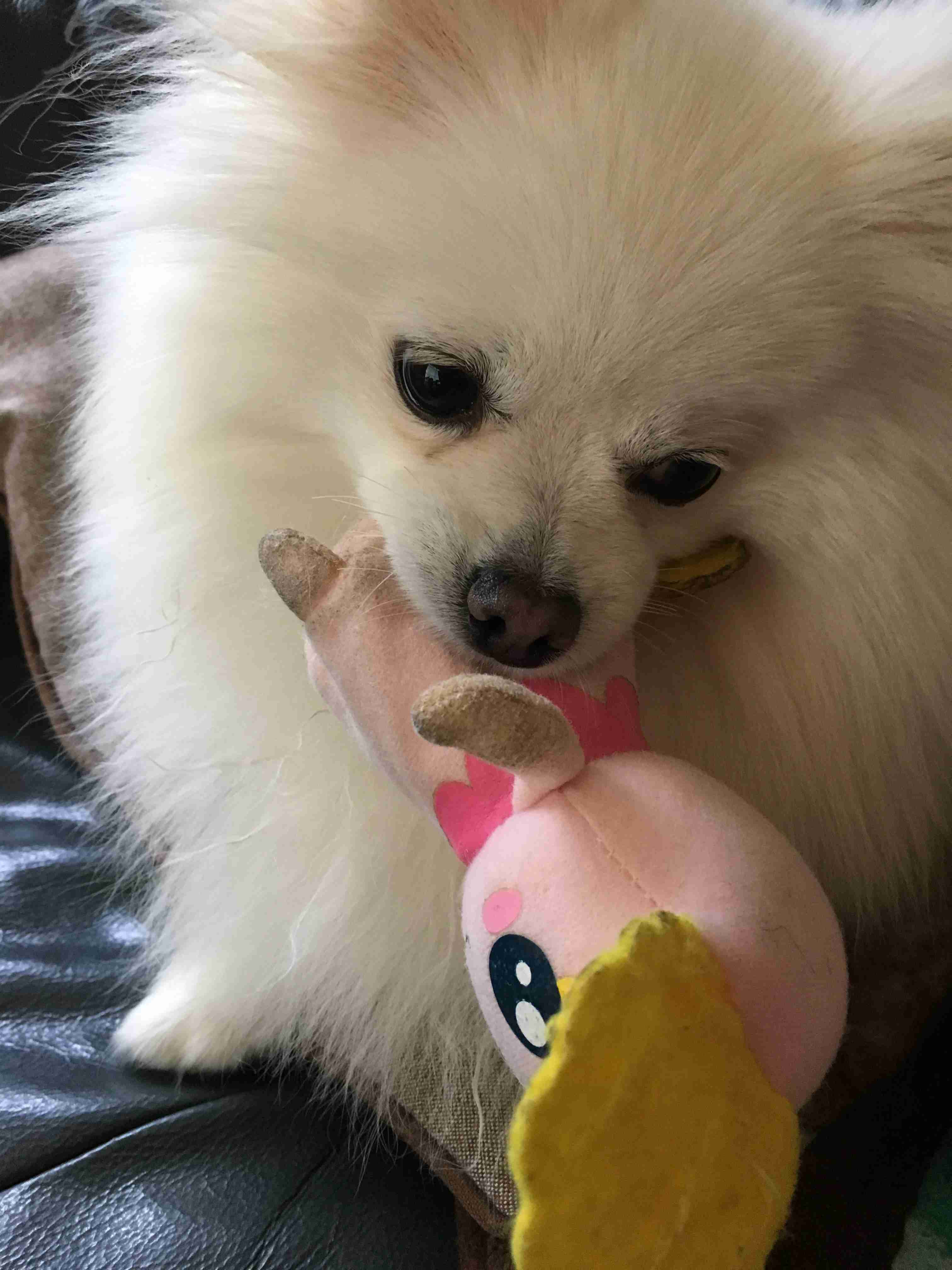 フサフサの毛を綺麗にカットしたポメラニアン、仕上がりが「自然界には存在しない」姿に…♡