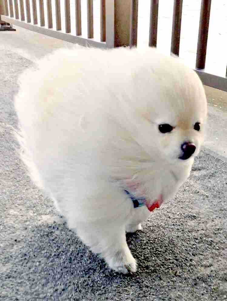 フサフサの毛を綺麗にカットしたポメラニアン、仕上がりが「自然界には存在しない」姿に…♡
