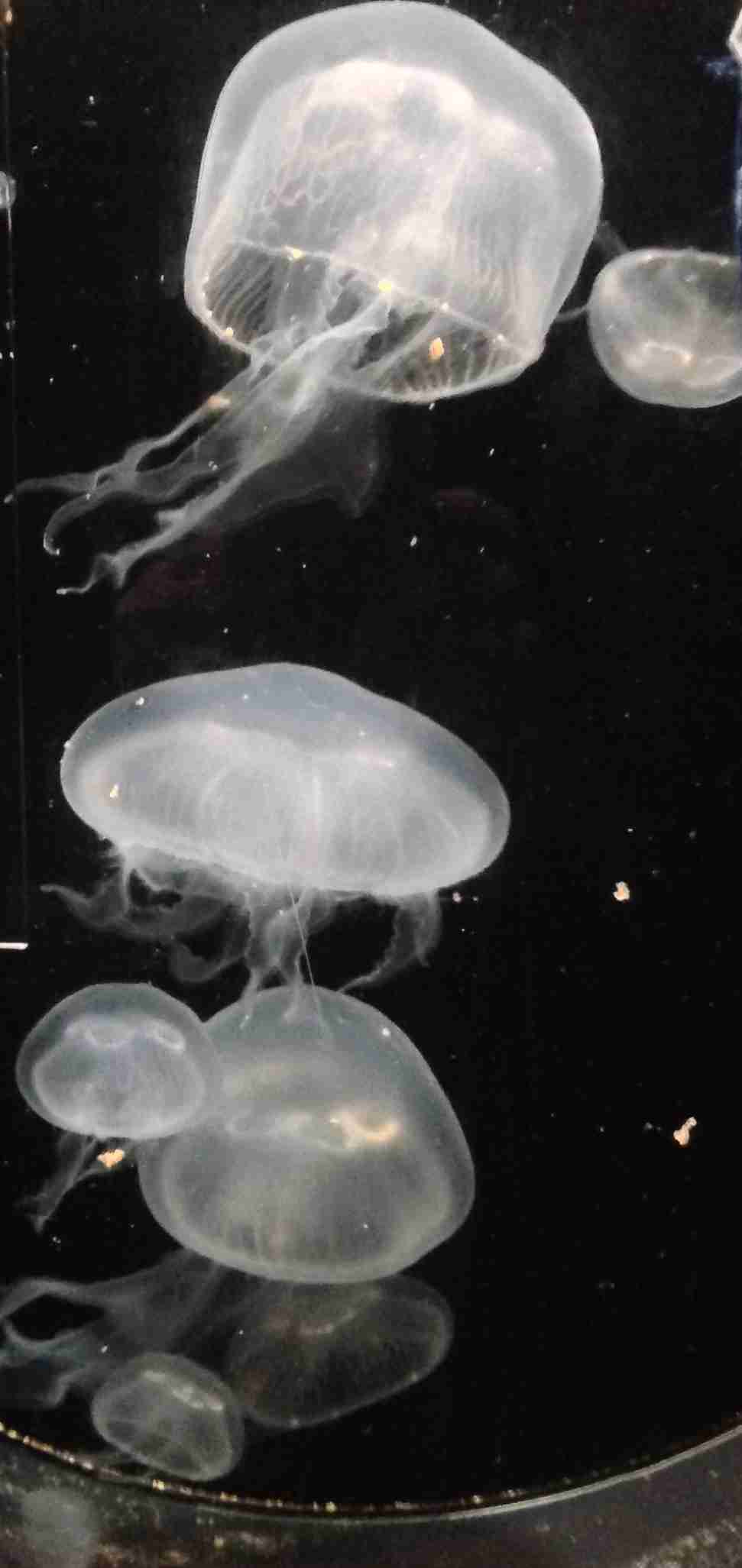 大島優子、クラゲに見入るめがね姿が幻想的 峯岸みなみと水族館デート