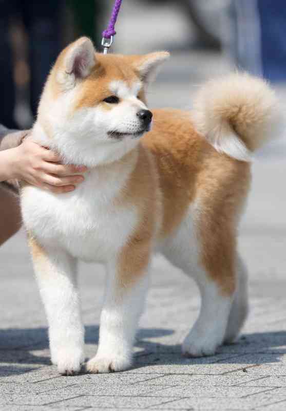 最強の愛され力を持つ男！犬系男子ともまた違うワンコ系男子の特徴