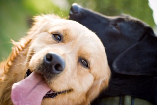 最強の愛され力を持つ男！犬系男子ともまた違うワンコ系男子の特徴