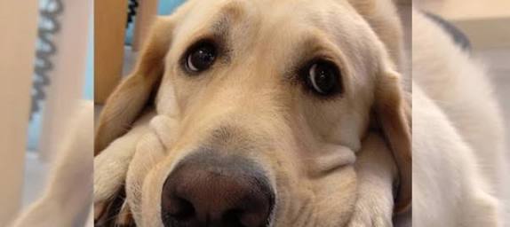 ハグが大好き！散歩中みんなにハグしちゃうゴールデン・レトリバー