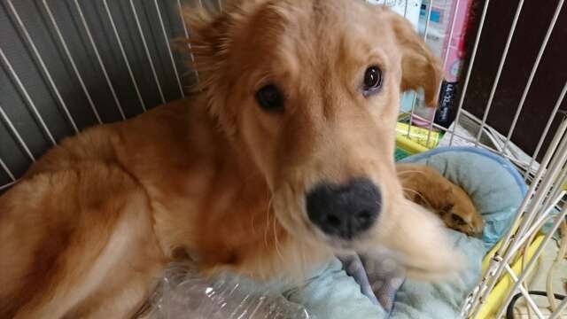 ハグが大好き！散歩中みんなにハグしちゃうゴールデン・レトリバー