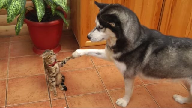 他人がいると態度を変える人