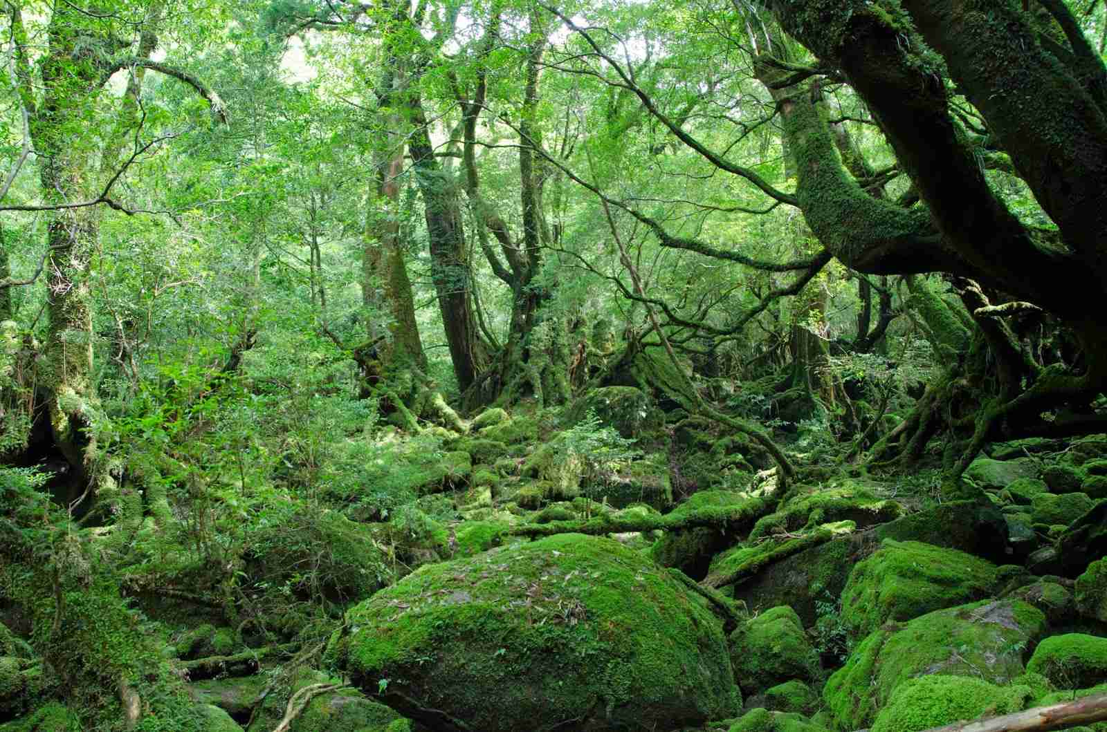 日本の美しい風景の画像を貼るトピ