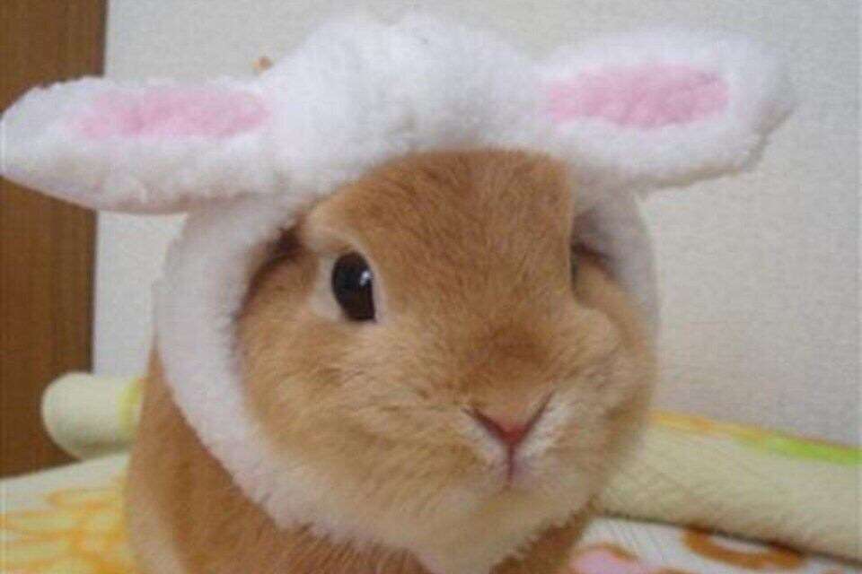 動物が物扱いされている日本の法律をどう思いますか?
