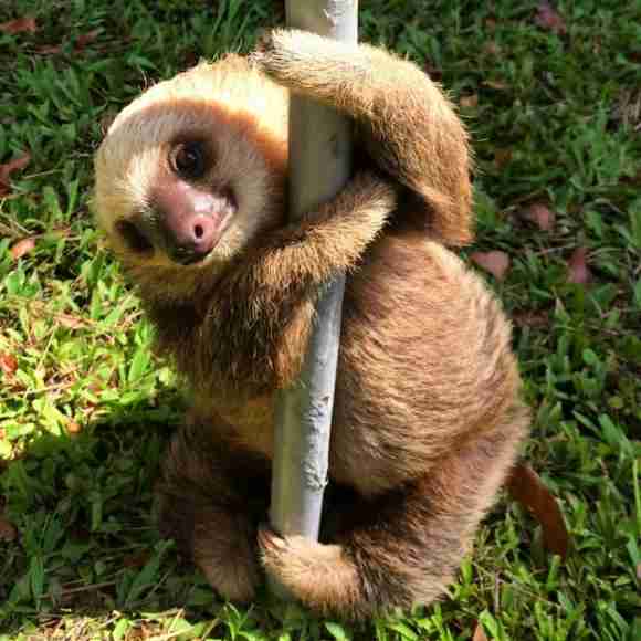 動物の色んなポーズ