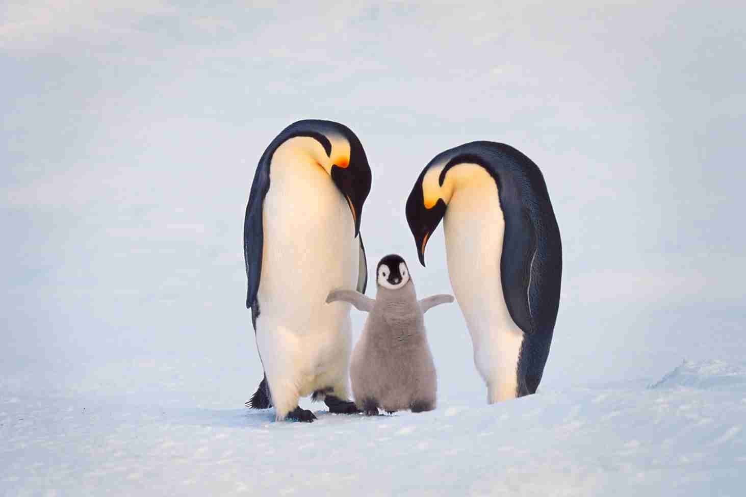 動物の色んなポーズ