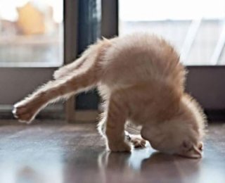 動物の色んなポーズ