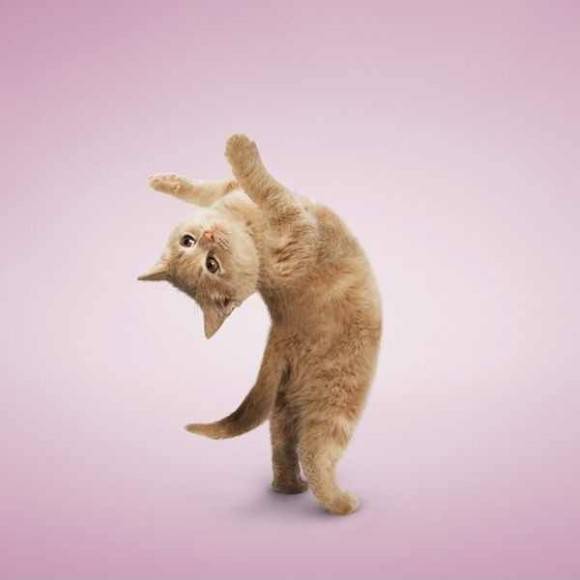 動物の色んなポーズ