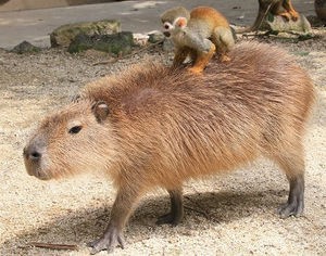 動物の色んなポーズ