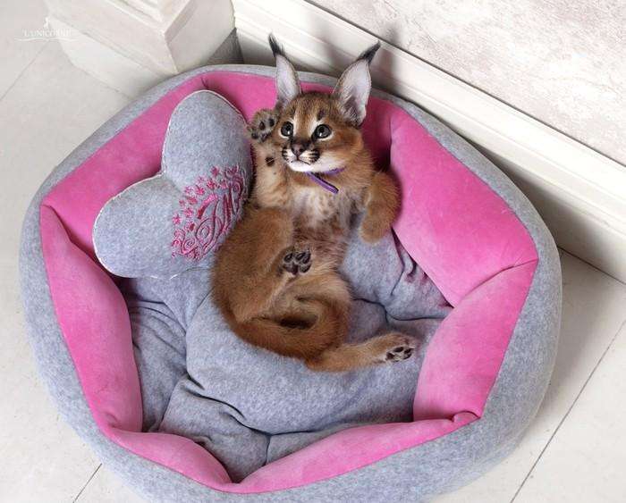 動物の色んなポーズ