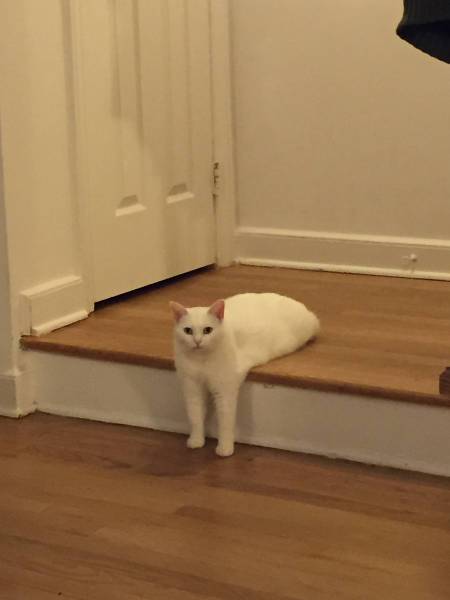 動物の色んなポーズ