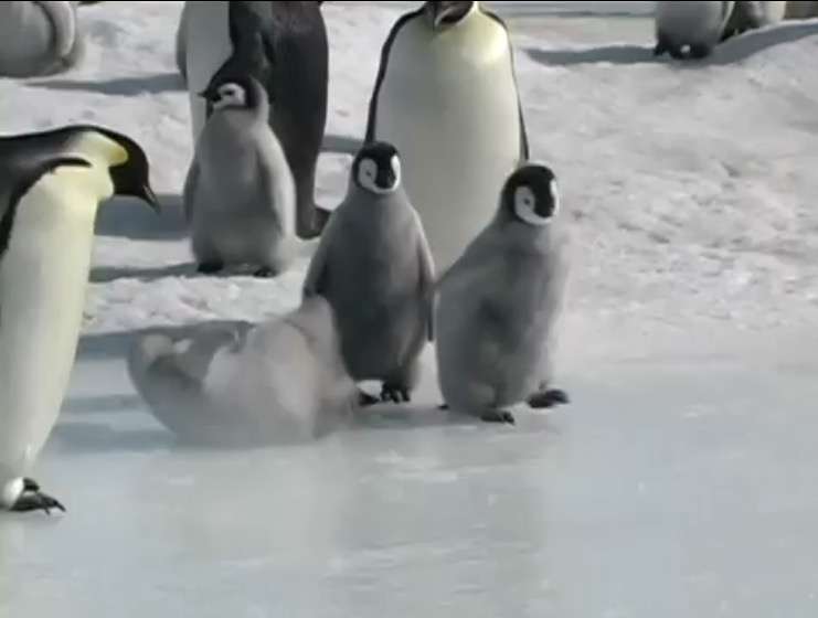 動物の色んなポーズ