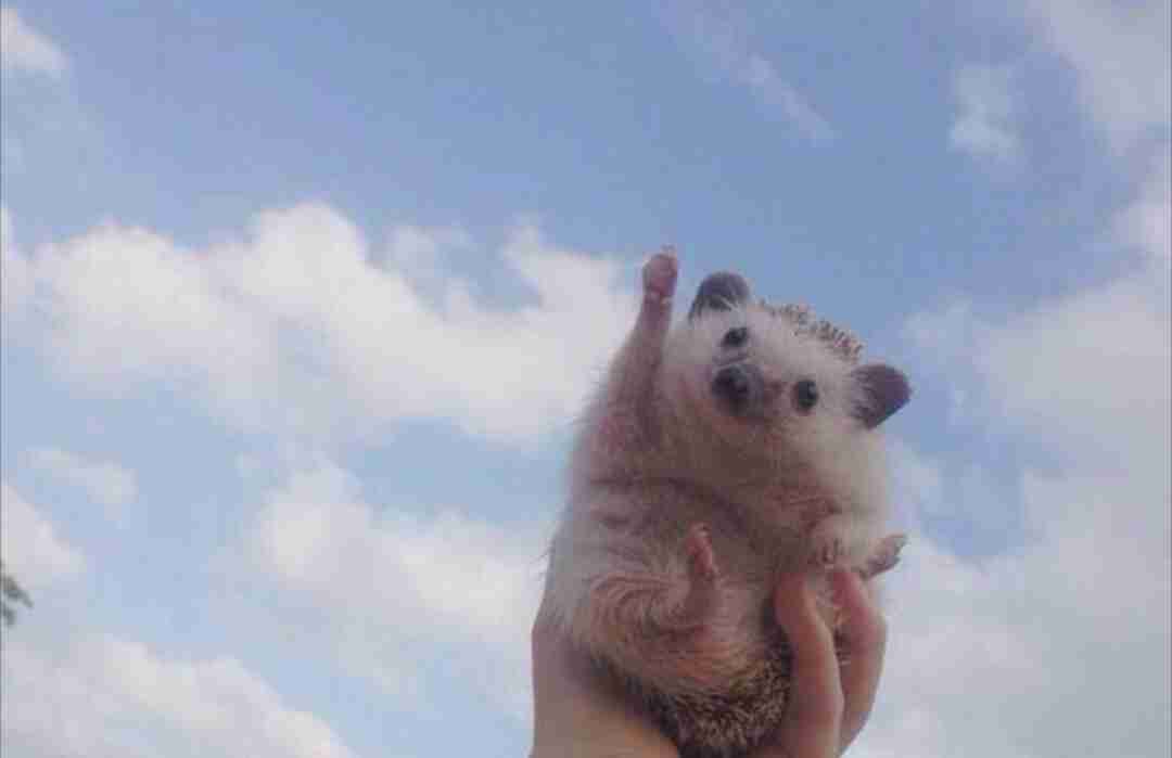 動物の色んなポーズ