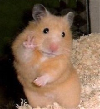 動物の色んなポーズ
