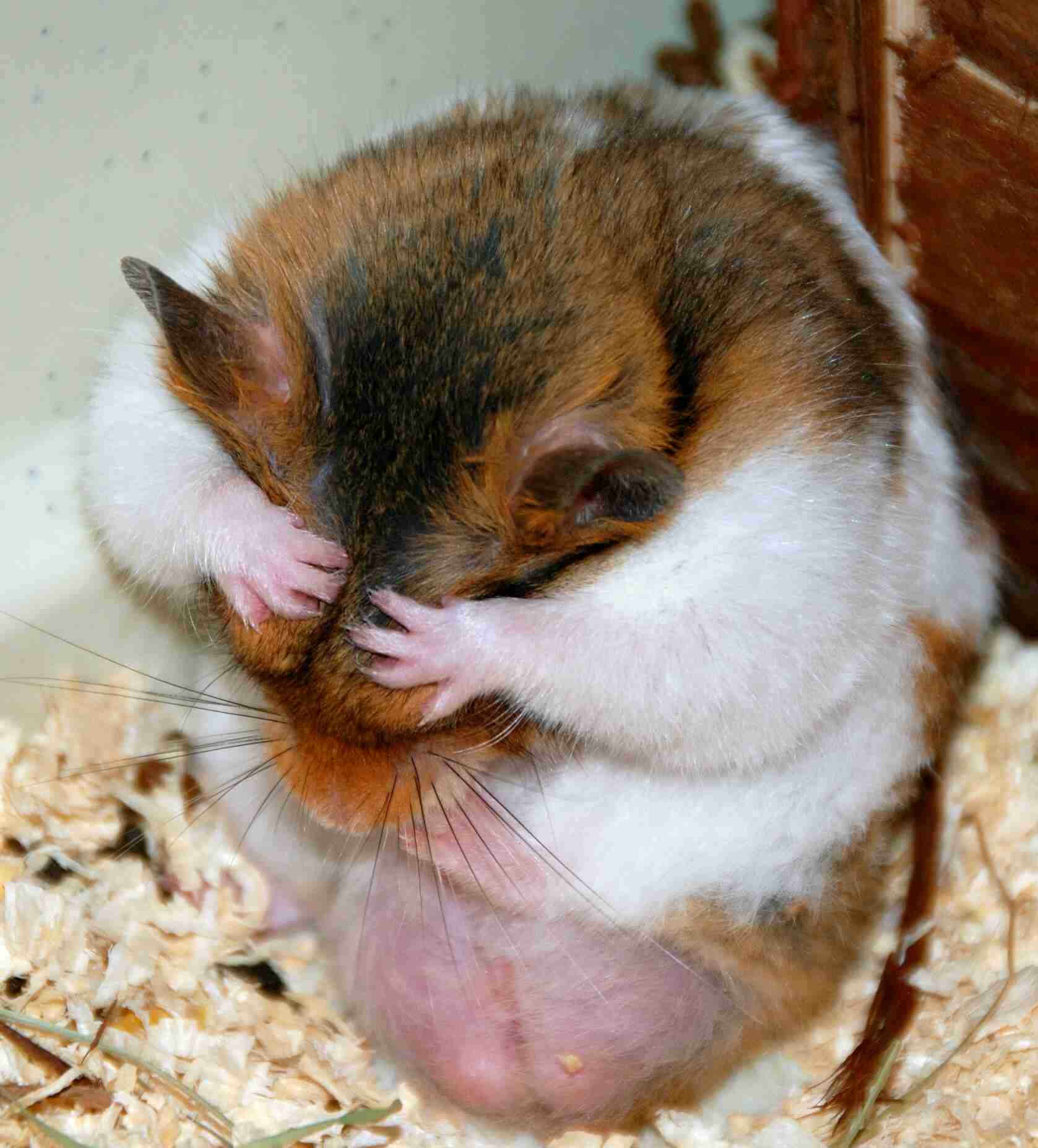 動物の色んなポーズ