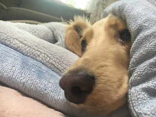 動物の色んなポーズ