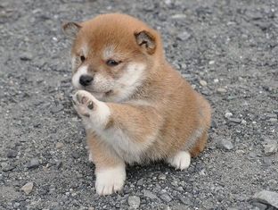 動物の色んなポーズ