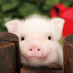 動物の色んなポーズ