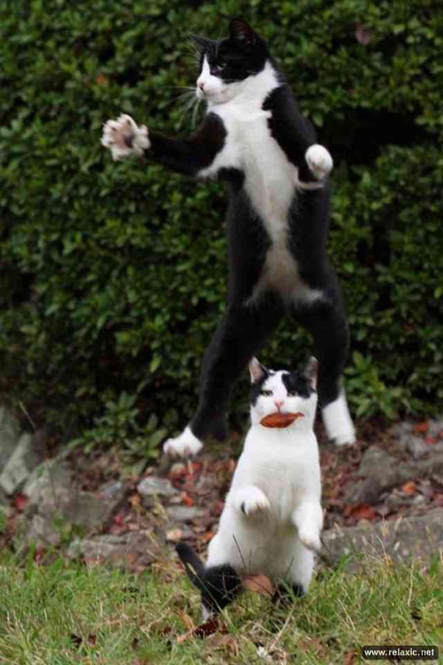 動物の色んなポーズ