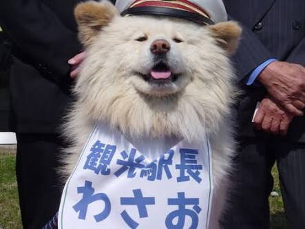 動物の色んなポーズ