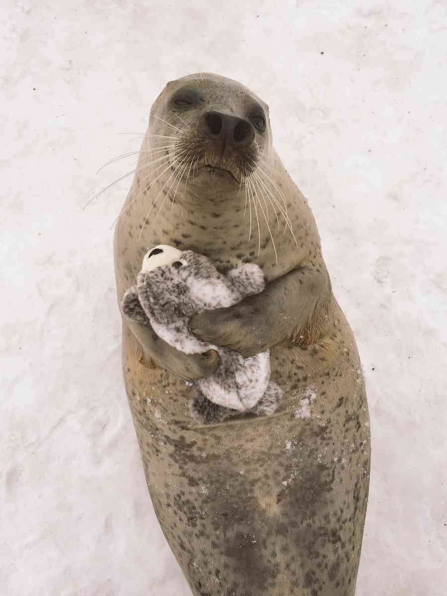 動物の色んなポーズ