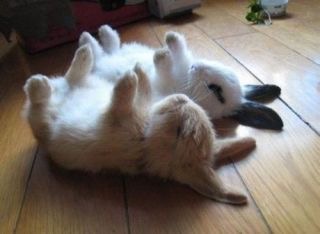 動物の色んなポーズ