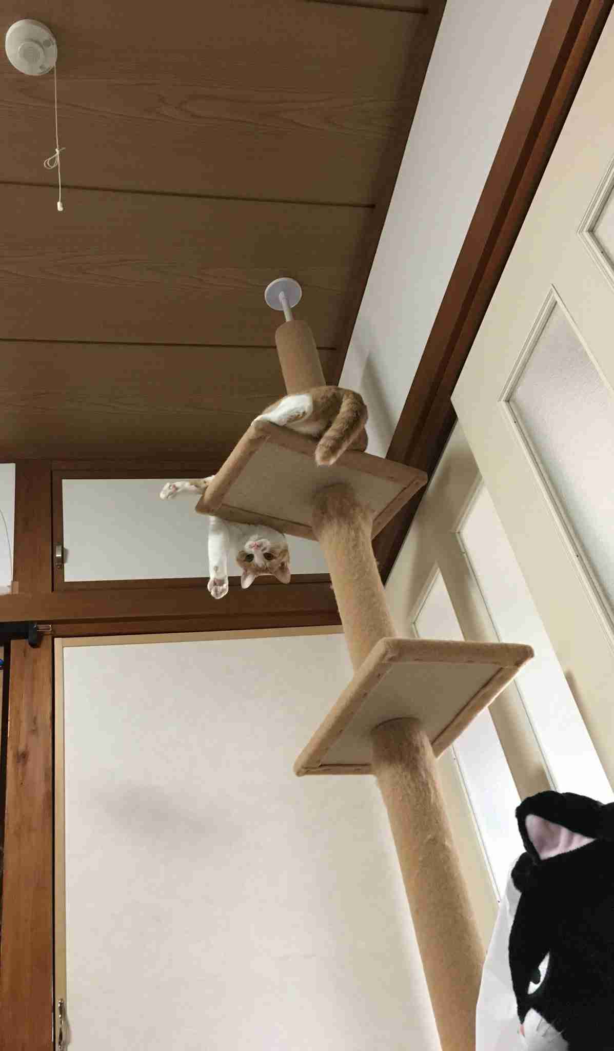 動物の色んなポーズ