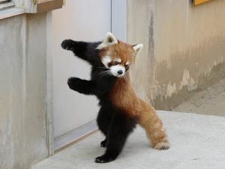 動物の色んなポーズ
