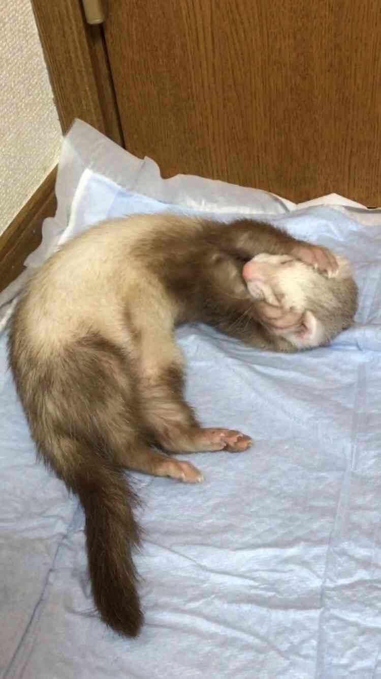 動物の色んなポーズ