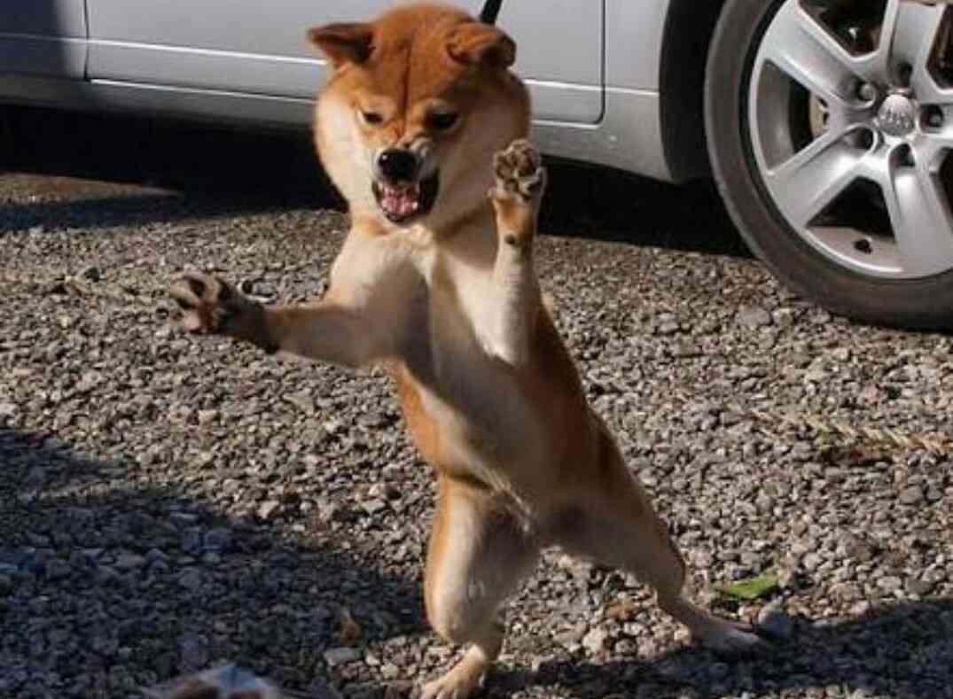 動物の色んなポーズ