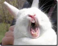 動物の色んなポーズ